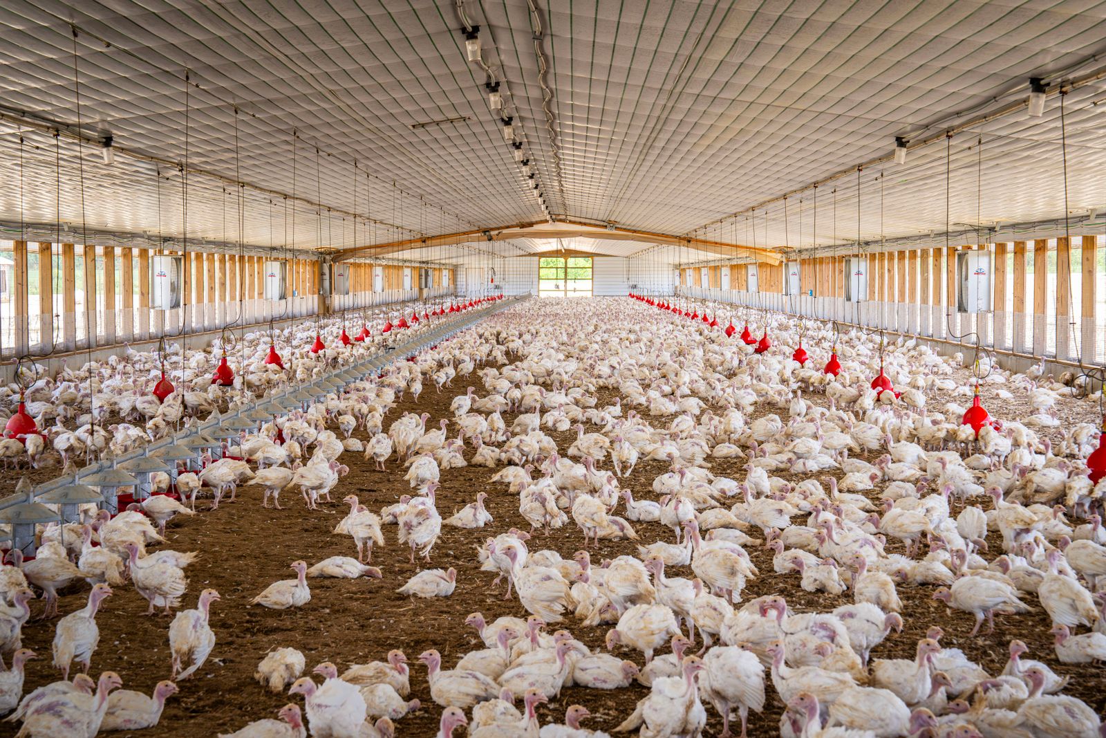 Dilaco Lighting Kft. — AgriTech — Poultry Lighting Systems